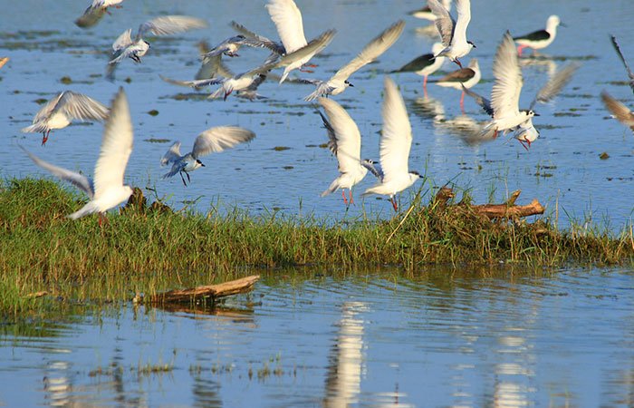 bundala bird watching safari, Sri Lanka